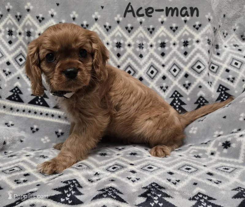 AKC Ace-Man 