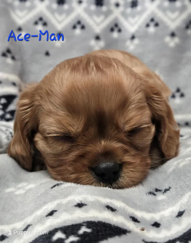 AKC Ace-Man 