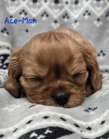 AKC Ace-Man , a male Cavalier King Charles Spaniel for sale in Wardville, OK – Photo 1 of 4