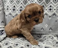 AKC Ace-Man , a male Cavalier King Charles Spaniel for sale in Wardville, OK – Photo 2 of 4