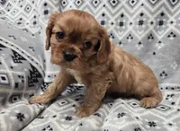 AKC Ace-Man , a male Cavalier King Charles Spaniel for sale in Wardville, OK – Photo 3 of 4