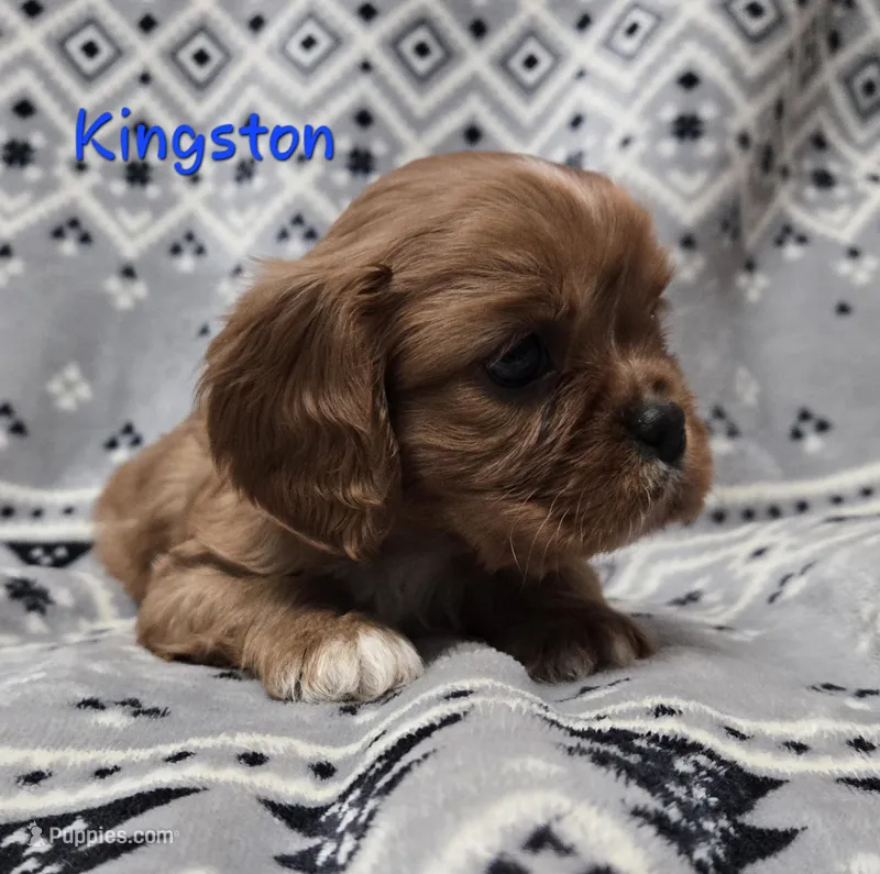 AKC Kingston 