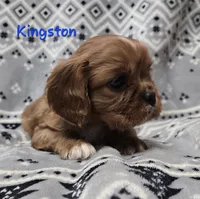 AKC Kingston , a male Cavalier King Charles Spaniel for sale in Wardville, OK – Photo 1 of 4