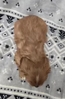 AKC Kingston , a male Cavalier King Charles Spaniel for sale in Wardville, OK – Photo 3 of 4