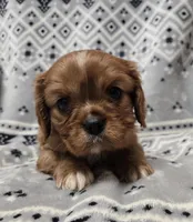 AKC Kingston , a male Cavalier King Charles Spaniel for sale in Wardville, OK – Photo 2 of 4