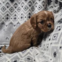 AKC Kingston , a male Cavalier King Charles Spaniel for sale in Wardville, OK – Photo 4 of 4