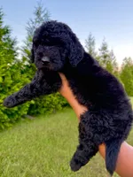 Buzz, a male Goldendoodle and Poodle - Standard  for sale in Ambrose, GA – 7 of 7