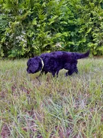 Buzz, a male Goldendoodle and Poodle - Standard  for sale in Ambrose, GA – 3 of 7