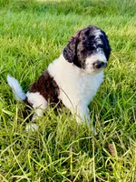 Woody, a male Goldendoodle and Poodle - Standard  for sale in Ambrose, GA – 8 of 8