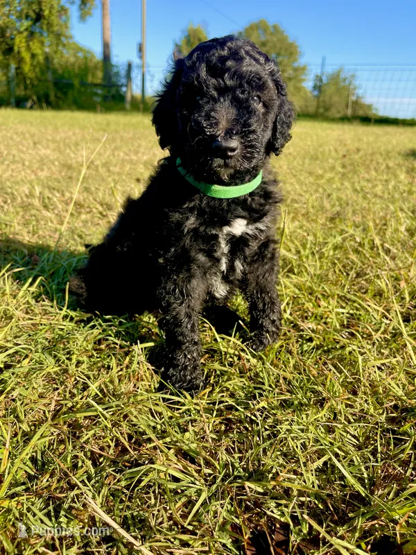 Rex – Goldendoodle, Poodle - Standard  puppy for sale in Ambrose, GA