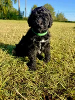 Rex, a male Goldendoodle and Poodle - Standard  for sale in Ambrose, GA – 1 of 6