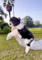 Bonnie, a female Goldendoodle and Poodle - Standard  for sale in Ambrose, GA – 2 of 9