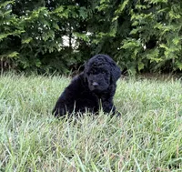 Buzz, a male Goldendoodle and Poodle - Standard  for sale in Ambrose, GA – 2 of 7