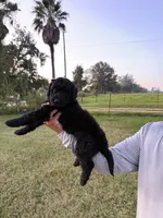 Bullseye , a male Goldendoodle and Poodle - Standard  for sale in Ambrose, GA – 9 of 10