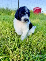 Woody, a male Goldendoodle and Poodle - Standard  for sale in Ambrose, GA – 3 of 8