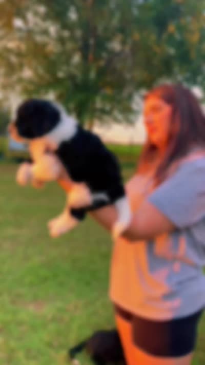 Bonnie, a female Goldendoodle and Poodle - Standard  for sale in Ambrose, GA – 9 of 9