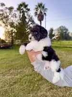 Bonnie, a female Goldendoodle and Poodle - Standard  for sale in Ambrose, GA – 4 of 9