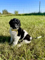Blaze, a female Goldendoodle and Poodle - Standard  for sale in Ambrose, GA – 5 of 9