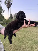 Rex, a male Goldendoodle and Poodle - Standard  for sale in Ambrose, GA – 6 of 6