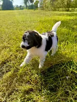 Woody, a male Goldendoodle and Poodle - Standard  for sale in Ambrose, GA – 5 of 8