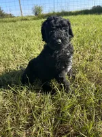 Bullseye , a male Goldendoodle and Poodle - Standard  for sale in Ambrose, GA – 7 of 10
