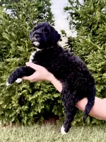Slinky, a male Goldendoodle and Poodle - Standard  for sale in Ambrose, GA – 3 of 10