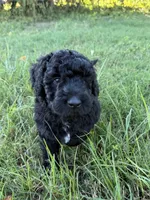 Bullseye , a male Goldendoodle and Poodle - Standard  for sale in Ambrose, GA – 8 of 10
