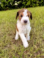 Bo Peep, a female Goldendoodle and Poodle - Standard  for sale in Ambrose, GA – 5 of 9
