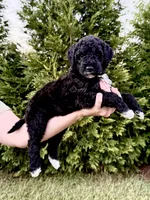 Slinky, a male Goldendoodle and Poodle - Standard  for sale in Ambrose, GA – 7 of 10