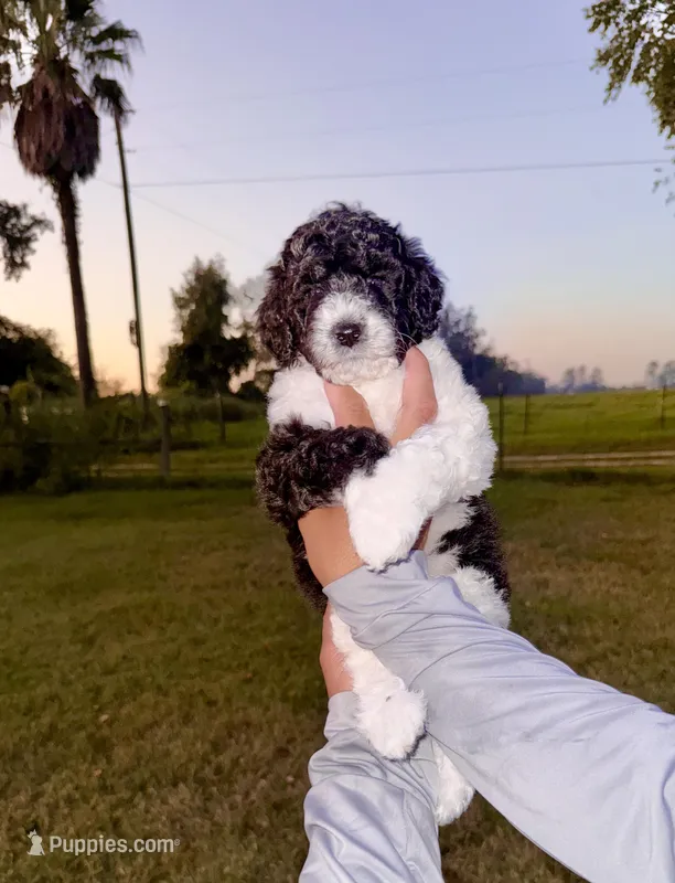Bonnie – Goldendoodle, Poodle - Standard  puppy for sale in Ambrose, GA