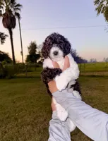 Bonnie, a female Goldendoodle and Poodle - Standard  for sale in Ambrose, GA – 1 of 9