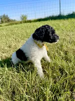 Blaze, a female Goldendoodle and Poodle - Standard  for sale in Ambrose, GA – 4 of 9