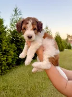 Bo Peep, a female Goldendoodle and Poodle - Standard  for sale in Ambrose, GA – 7 of 9