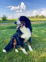Nova , a female Bernese Mountain Dog for sale in Ambrose, GA – 2 of 2