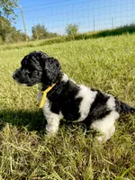 Blaze, a female Goldendoodle and Poodle - Standard  for sale in Ambrose, GA – 8 of 9