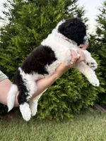 Woody, a male Goldendoodle and Poodle - Standard  for sale in Ambrose, GA – 2 of 8