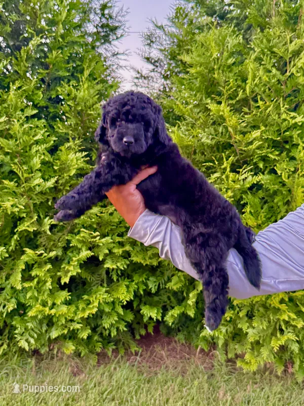 Buzz – Goldendoodle, Poodle - Standard  puppy for sale in Ambrose, GA