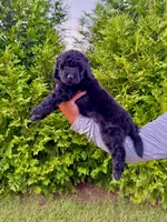 Buzz, a male Goldendoodle and Poodle - Standard  for sale in Ambrose, GA – 1 of 7