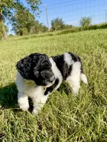 Blaze, a female Goldendoodle and Poodle - Standard  for sale in Ambrose, GA – 2 of 9