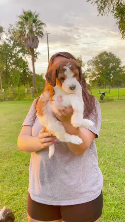 Bo Peep, a female Goldendoodle and Poodle - Standard  for sale in Ambrose, GA – 9 of 9