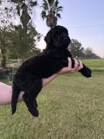Bullseye , a male Goldendoodle and Poodle - Standard  for sale in Ambrose, GA – 2 of 10