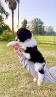 Bonnie, a female Goldendoodle and Poodle - Standard  for sale in Ambrose, GA – 8 of 9
