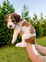 Bo Peep, a female Goldendoodle and Poodle - Standard  for sale in Ambrose, GA – 2 of 9