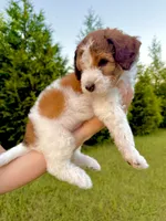 Bo Peep, a female Goldendoodle and Poodle - Standard  for sale in Ambrose, GA – 3 of 9