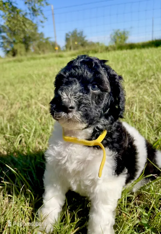 Blaze – Goldendoodle, Poodle - Standard  puppy for sale in Ambrose, GA