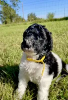 Blaze, a female Goldendoodle and Poodle - Standard  for sale in Ambrose, GA – 1 of 9