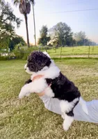 Bonnie, a female Goldendoodle and Poodle - Standard  for sale in Ambrose, GA – 7 of 9