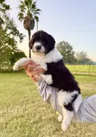 Bonnie, a female Goldendoodle and Poodle - Standard  for sale in Ambrose, GA – 6 of 9