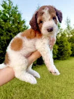 Bo Peep, a female Goldendoodle and Poodle - Standard  for sale in Ambrose, GA – 8 of 9