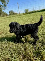 Bullseye , a male Goldendoodle and Poodle - Standard  for sale in Ambrose, GA – 10 of 10